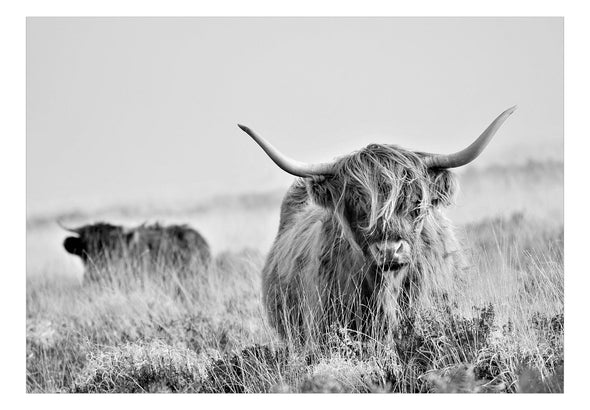 Peel and stick wall mural - Highland Cattle